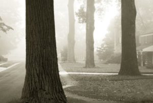 Fog in trees