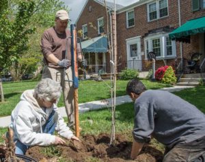 tree planting in Towson