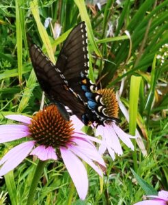 Coneflower and Black Swallowtail