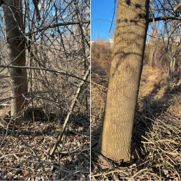 a tree before it's freed from invasive vines, and after