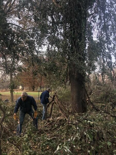 Volunteers removing invasive vines from trees