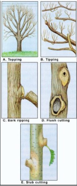 Harmful pruning practices